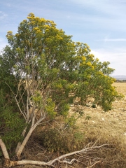 Barkleyanthus salicifolius