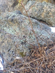 Physocarpus monogynus