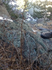 Physocarpus monogynus