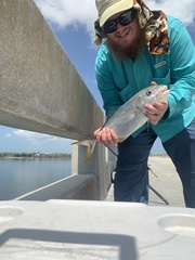 Caranx bartholomaei