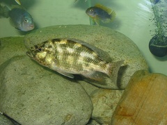 Hyena Cichlid photo 2