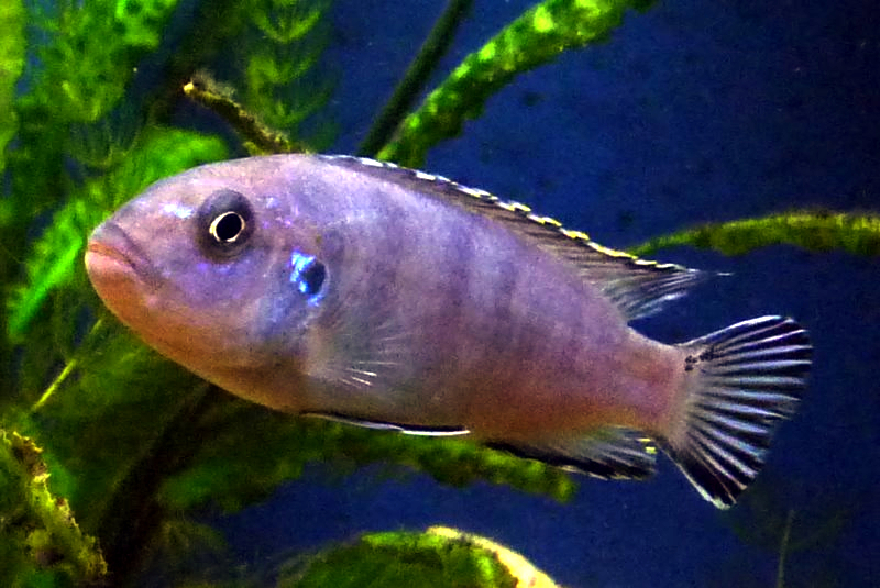 Pseudotropheus de Socolof (Pseudotropheus socolofi)