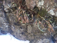 Polypodium saximontanum