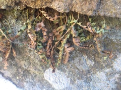 Polypodium saximontanum