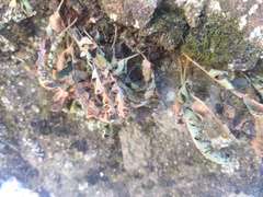 Polypodium saximontanum