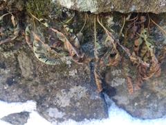 Polypodium saximontanum