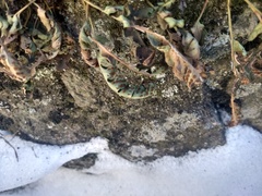 Polypodium saximontanum