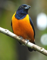 Euphonia rufiventris