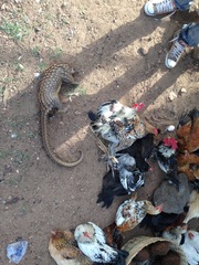 Phataginus tricuspis