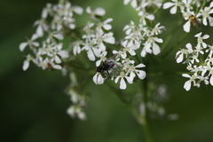 Diptera