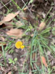 Zornia dyctiocarpa