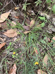 Zornia dyctiocarpa