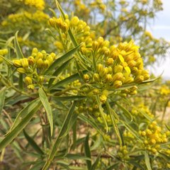 Barkleyanthus salicifolius