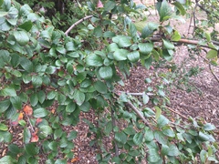 Angiospermae