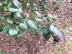 Angiospermae