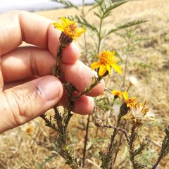 Adenophyllum cancellatum