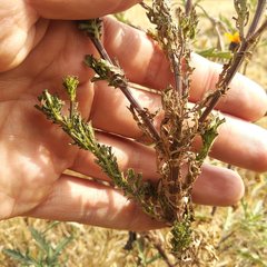 Adenophyllum cancellatum