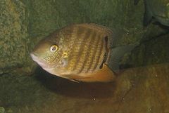 Banded Cichlid photo 4