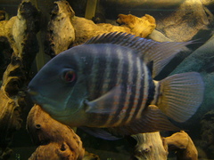 Banded Cichlid photo 2