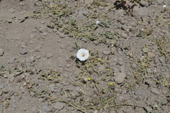 Convolvulus demissus