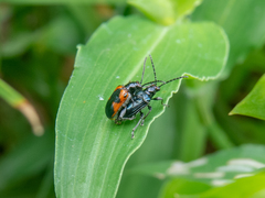 Neolema dorsalis orbignyi