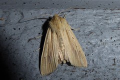 Ichneutica semivittata