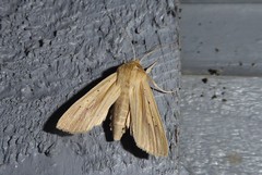 Ichneutica semivittata