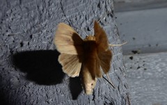 Ichneutica semivittata