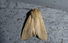 Ichneutica semivittata