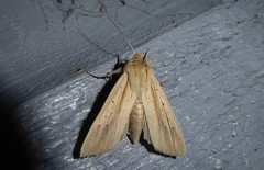 Ichneutica semivittata
