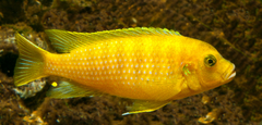 Cichlid photo 2
