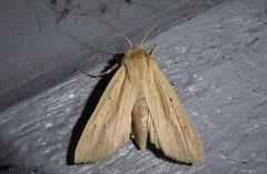Ichneutica semivittata