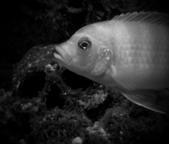 Cichlid photo 3