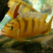 Kennyi Cichlid - Photo (c) Vlad Butsky, some rights reserved (CC BY)