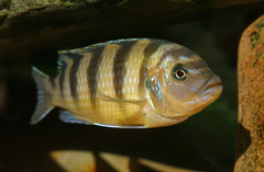 Cichlid photo 4