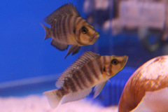 Compressed Cichlid photo 4
