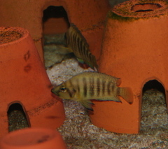 Compressed Cichlid photo 5