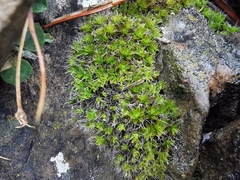 Grimmia anodon