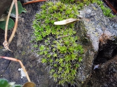 Grimmia anodon