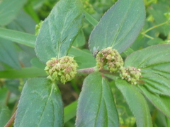 Euphorbia hirta