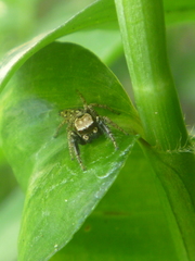 Habronattus paratus