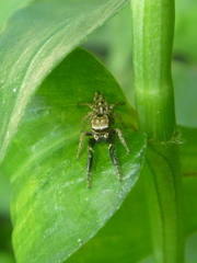 Habronattus paratus