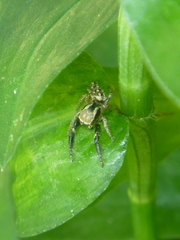 Habronattus paratus