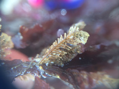 Abietinaria