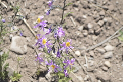 Schizanthus hookeri