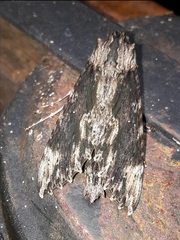 Erinnyis oenotrus