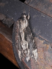 Erinnyis oenotrus