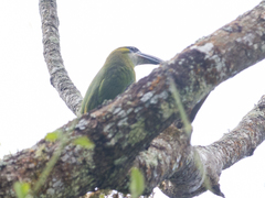 Aulacorhynchus sulcatus