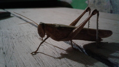 Schistocerca nitens nitens