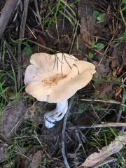 Clitocybe salmonilamella